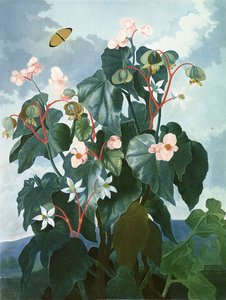 A ferde levelű begónia, Caldwell metszete, Robert Thornton „A Flora temploma” című kocsmából. 1800